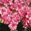 Japanische Azalee Rokoko 30-40cm - Rhododendron Obtusum - Alpenrose