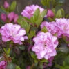 Japanische Azalee Rosinetta® 25-30cm - Rhododendron Obtusum