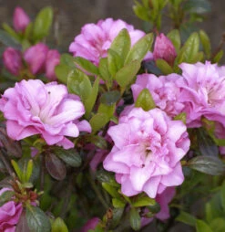 Japanische Azalee Rosinetta® 25-30cm - Rhododendron Obtusum