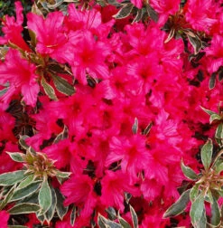 Japanische Azalee Silver Sword 30-40cm - Rhododendron Obtusum - Zwerg Alpenrose