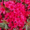 Japanische Azalee Silver Sword 40-50cm - Rhododendron Obtusum - Zwerg Alpenrose