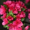 Japanische Azalee Änne 15-20cm - Rhododendron Obtusum