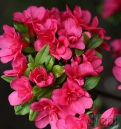 Japanische Azalee Änne 20-25cm - Rhododendron Obtusum