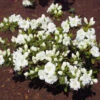Japanische Azalee Eisprinzessin® 40-50cm - Rhododendron Obtusum - Zwerg Alpenrose