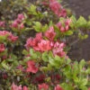 Japanische Azalee Hatsugin 30-40cm - Rhododendron Obtusum - Zwerg Alpenrose