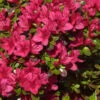 Japanische Azalee Hino Crimson 25-30cm - Rhododendron Obtusum - Zwerg Alpenrose