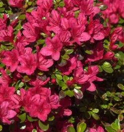 Japanische Azalee Hino Crimson 25-30cm - Rhododendron Obtusum - Zwerg Alpenrose