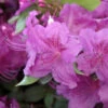 Japanische Azalee Königstein 25-30cm - Rhododendron Obtusum - Alpenrose