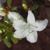Japanische Azalee Luzi 20-25cm - Rhododendron Obtusum - Zwerg Alpenrose