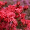 Japanische Azalee Maraschino 20-25cm - Rhododendron Obtusum