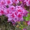 Japanische Azalee Peppina® 25-30cm - Rhododendron Luteum - Zwerg Alpenrose