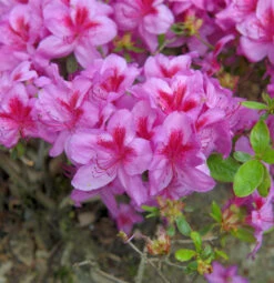 Japanische Azalee Peppina® 25-30cm - Rhododendron Luteum - Zwerg Alpenrose