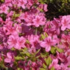 Japanische Azalee Rosalind 20-25cm - Rhododendron Obtusum - Zwerg Alpenrose