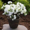 Japanische Azalee Schneewittchen 30-40cm - Rhododendron Obtusum - Zwerg Alpenrose