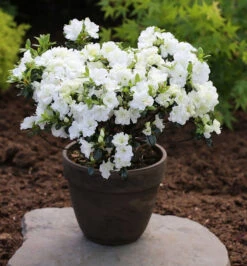 Japanische Azalee Schneewittchen 30-40cm - Rhododendron Obtusum - Zwerg Alpenrose
