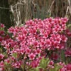 Japanische Azalee Silvester 30-40cm - Rhododendron Obtusum - Zwerg Alpenrose
