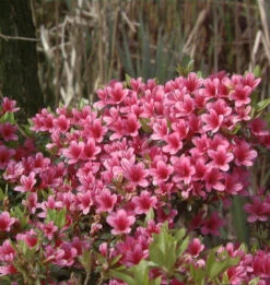 Japanische Azalee Silvester 30-40cm - Rhododendron Obtusum - Zwerg Alpenrose