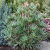 Japanische Schirmtanne Beauty Green 70-80cm - Sciadopitys Verticillata