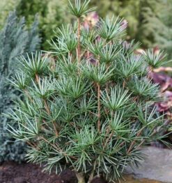 Japanische Schirmtanne Beauty Green 70-80cm - Sciadopitys Verticillata