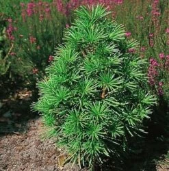 Japanische Schirmtanne Grüne Kugel 25-30cm - Sciadopitys Verticillata