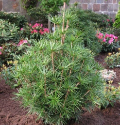 Japanische Schirmtanne Platyno 50-60cm - Sciadopitys Verticillata