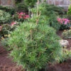 Japanische Schirmtanne Platyno 40-50cm - Sciadopitys Verticillata