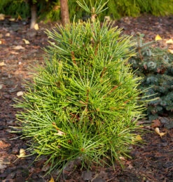 Japanische Schirmtanne Propeller 40-50cm - Sciadopitys Verticillata