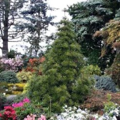 Japanische Schirmtanne Sternschnuppe 70-80cm - Sciadopitys Verticillata