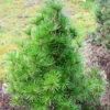 Japanische Schirmtanne Piccola 40-50cm - Sciadopitys Verticillata