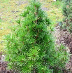 Japanische Schirmtanne Piccola 40-50cm - Sciadopitys Verticillata