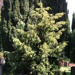 Goldgrüne Adlerschwingeneibe 80-100cm - Taxus Baccata