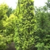 Gelbe Säuleneibe 25-30cm - Taxus Baccata Fastigiata Aureomarginata