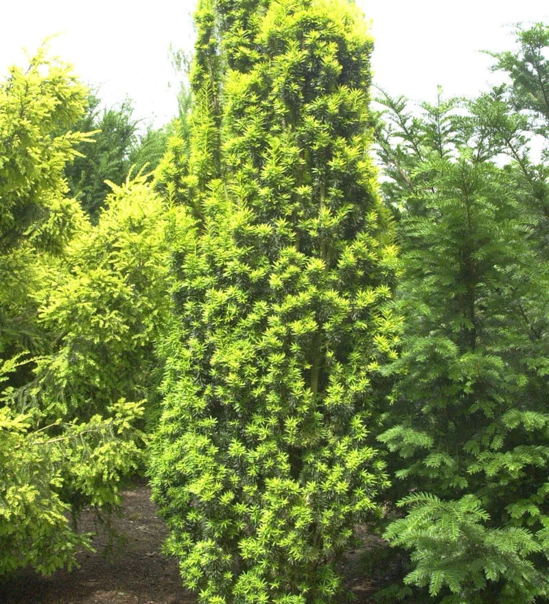 Gelbe Säuleneibe 25-30cm - Taxus Baccata Fastigiata Aureomarginata 1 Gelbe Säuleneibe 25-30cm - Taxus Baccata Fastigiata Aureomarginata