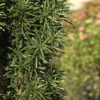 Säuleneibe 20-25cm - Taxus Baccata Fastigiata Robusta