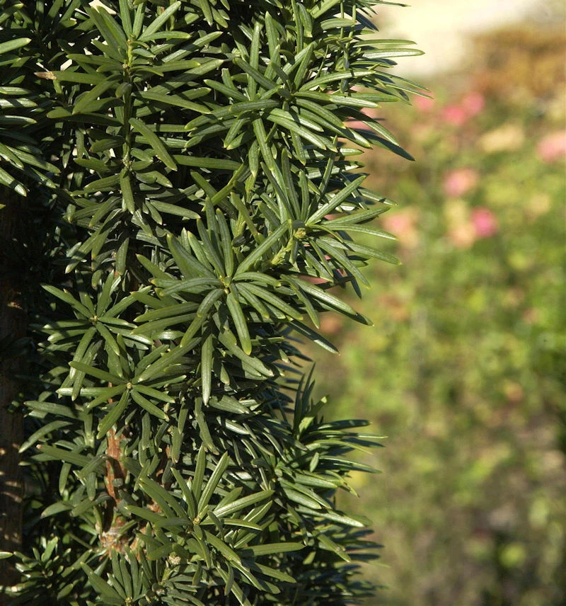 Säuleneibe 20-25cm - Taxus Baccata Fastigiata Robusta 1 Säuleneibe 20-25cm - Taxus Baccata Fastigiata Robusta