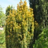 Eibe Germers Gold 25-30cm - Taxus Baccata