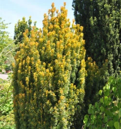 Eibe Germers Gold 25-30cm - Taxus Baccata