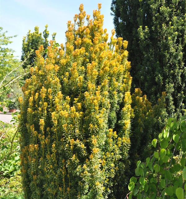 Eibe Germers Gold 25-30cm - Taxus Baccata 1 Eibe Germers Gold 25-30cm - Taxus Baccata