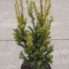 Aufrechte Goldeibe Golden Crown 60-70cm - Taxus Baccata