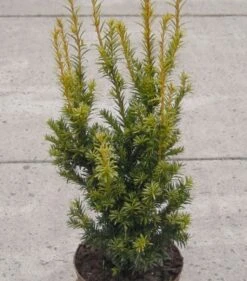 Aufrechte Goldeibe Golden Crown 50-60cm - Taxus Baccata