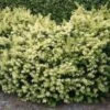 Breitwachsende Goldeibe Golden Nugget 20-25cm - Taxus Baccata