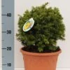 Kugelschnitt Goldeibe Golden Nugget 25-30cm - Taxus Baccata