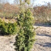 Goldgelbe Zwerg Säuleneibe Goldener Zwerg 30-40cm - Taxus Baccata