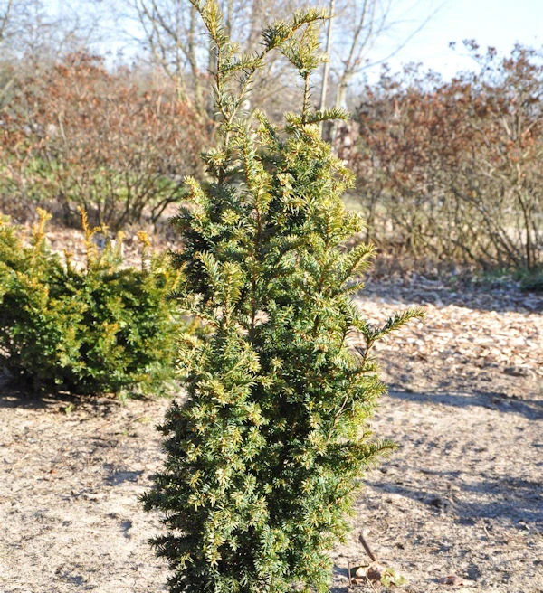 Goldgelbe Zwerg Säuleneibe Goldener Zwerg 40-50cm - Taxus Baccata 1 Goldgelbe Zwerg Säuleneibe Goldener Zwerg 40-50cm - Taxus Baccata