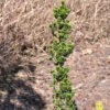 Eibe Green Column 40-50cm - Taxus Baccata