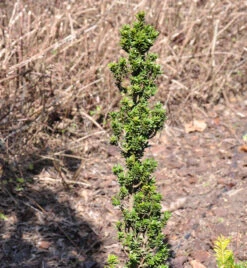 Eibe Green Column 40-50cm - Taxus Baccata