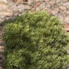 Zwerg Kugeleibe Green Diamond 20-25cm - Taxus Baccata