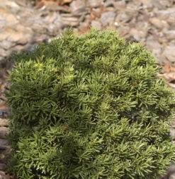 Zwerg Kugeleibe Green Diamond 20-25cm - Taxus Baccata