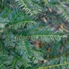 Eibe Höpkens Gigant 40-50cm - Taxus Baccata