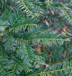 Eibe Höpkens Gigant 40-50cm - Taxus Baccata
